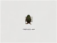 藏品(藍帶條金龜)的圖片